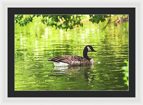 Solitary Goose on Tranquil Pond - Framed Print