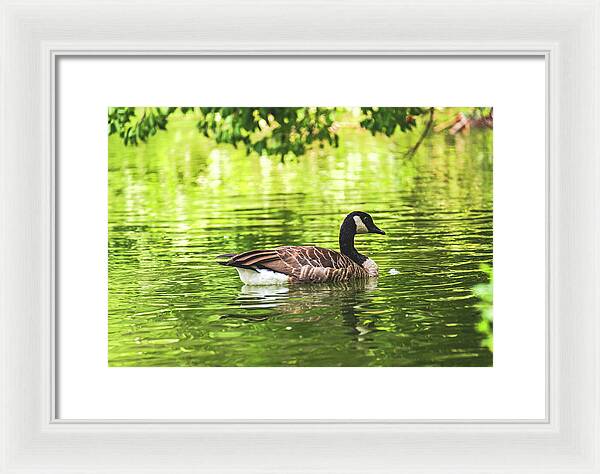 Solitary Goose on Tranquil Pond - Framed Print