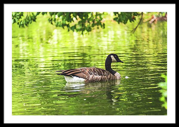 Solitary Goose on Tranquil Pond - Framed Print