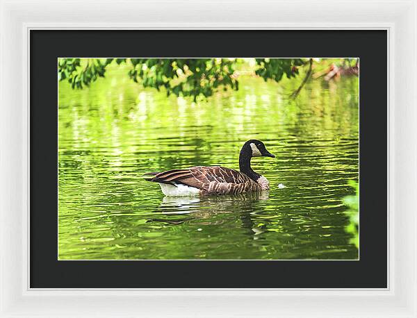 Solitary Goose on Tranquil Pond - Framed Print