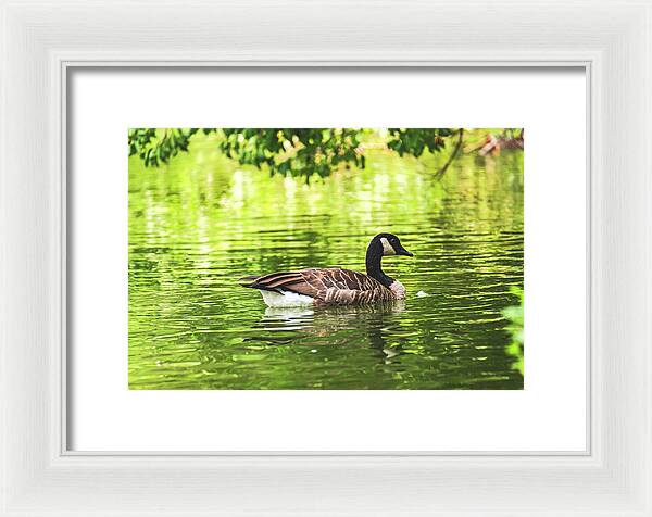 Solitary Goose on Tranquil Pond - Framed Print