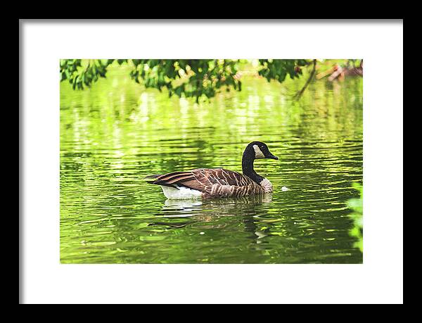 Solitary Goose on Tranquil Pond - Framed Print