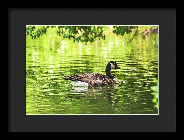 Solitary Goose on Tranquil Pond - Framed Print