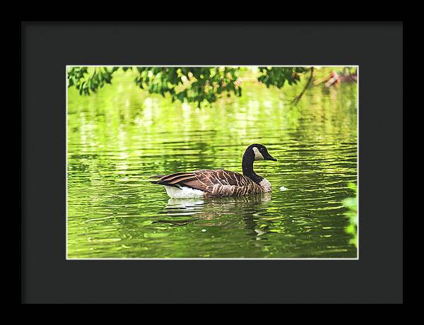 Solitary Goose on Tranquil Pond - Framed Print