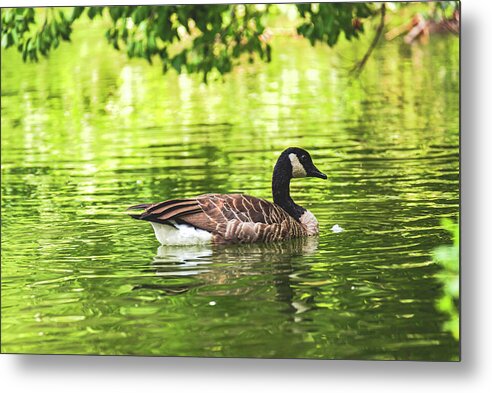 Solitary Goose on Tranquil Pond - Metal Print