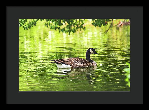 Solitary Goose on Tranquil Pond - Framed Print