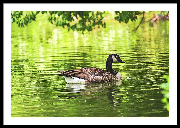 Solitary Goose on Tranquil Pond - Framed Print