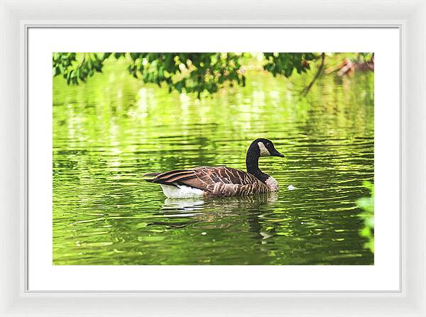 Solitary Goose on Tranquil Pond - Framed Print