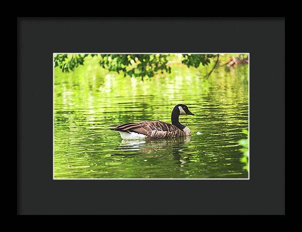 Solitary Goose on Tranquil Pond - Framed Print