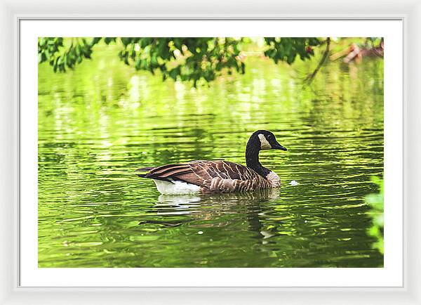 Solitary Goose on Tranquil Pond - Framed Print