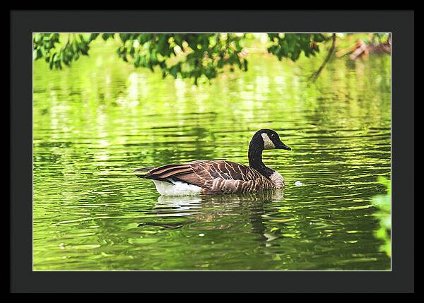 Solitary Goose on Tranquil Pond - Framed Print