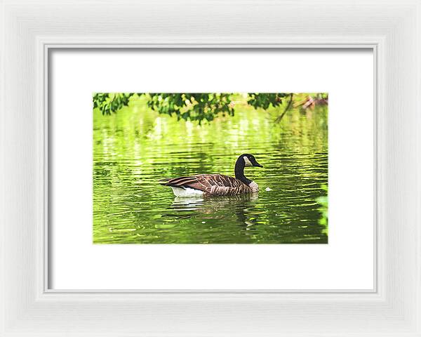 Solitary Goose on Tranquil Pond - Framed Print