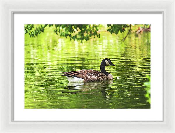 Solitary Goose on Tranquil Pond - Framed Print