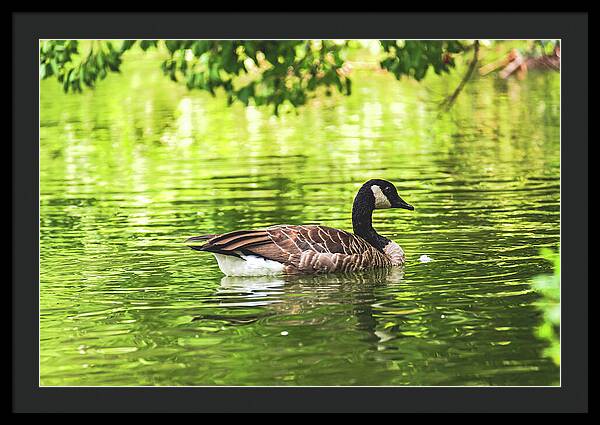 Solitary Goose on Tranquil Pond - Framed Print