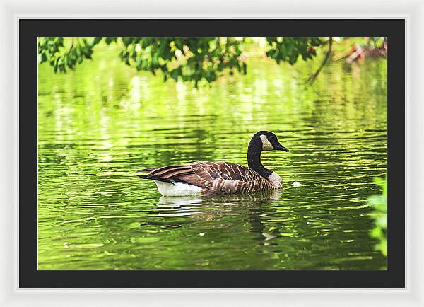 Solitary Goose on Tranquil Pond - Framed Print