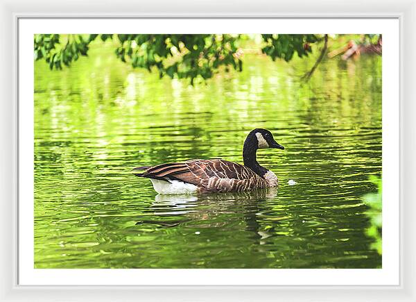 Solitary Goose on Tranquil Pond - Framed Print
