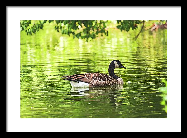 Solitary Goose on Tranquil Pond - Framed Print