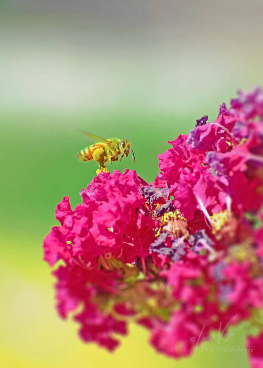 Standing Still In Life Magenta Flowers and Bee - Art Print