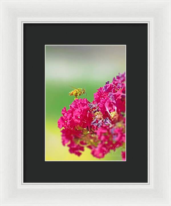 Standing Still In Life Magenta Flowers and Bee - Framed Print