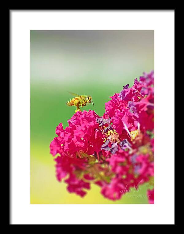 Standing Still In Life Magenta Flowers and Bee - Framed Print