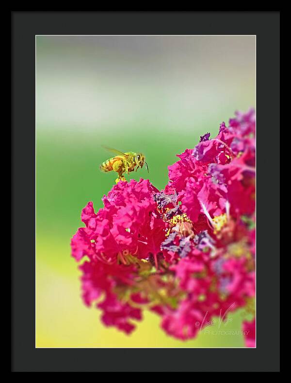 Standing Still In Life Magenta Flowers and Bee - Framed Print