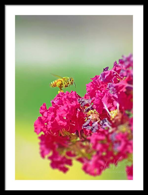 Standing Still In Life Magenta Flowers and Bee - Framed Print