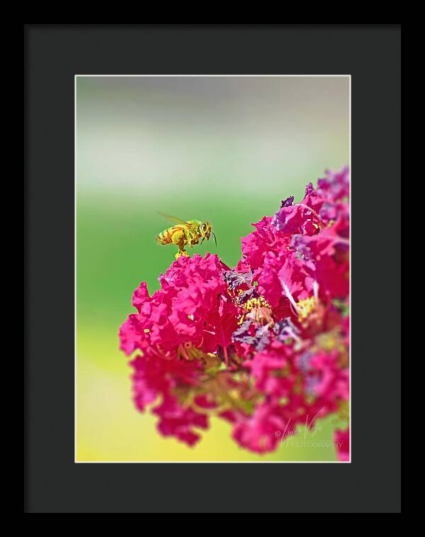 Standing Still In Life Magenta Flowers and Bee - Framed Print