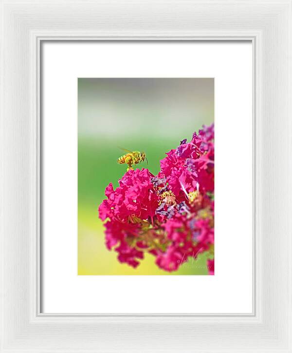 Standing Still In Life Magenta Flowers and Bee - Framed Print