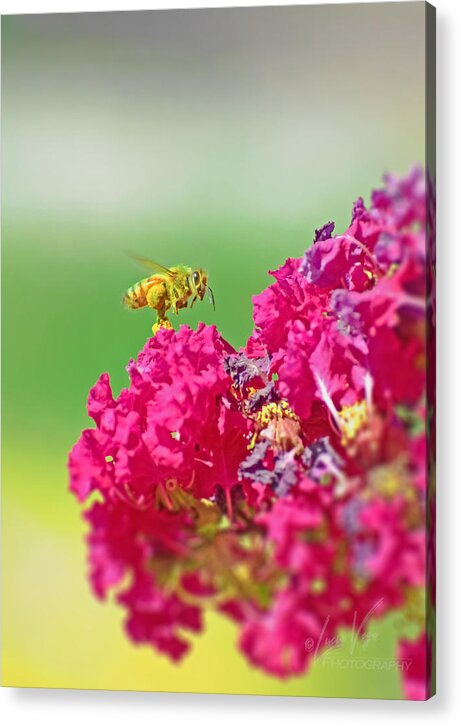 Standing Still In Life Magenta Flowers and Bee - Acrylic Print