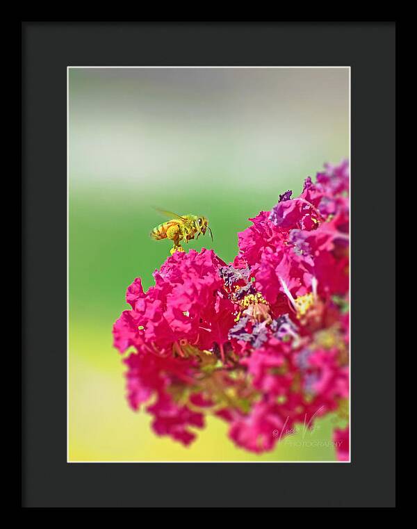 Standing Still In Life Magenta Flowers and Bee - Framed Print