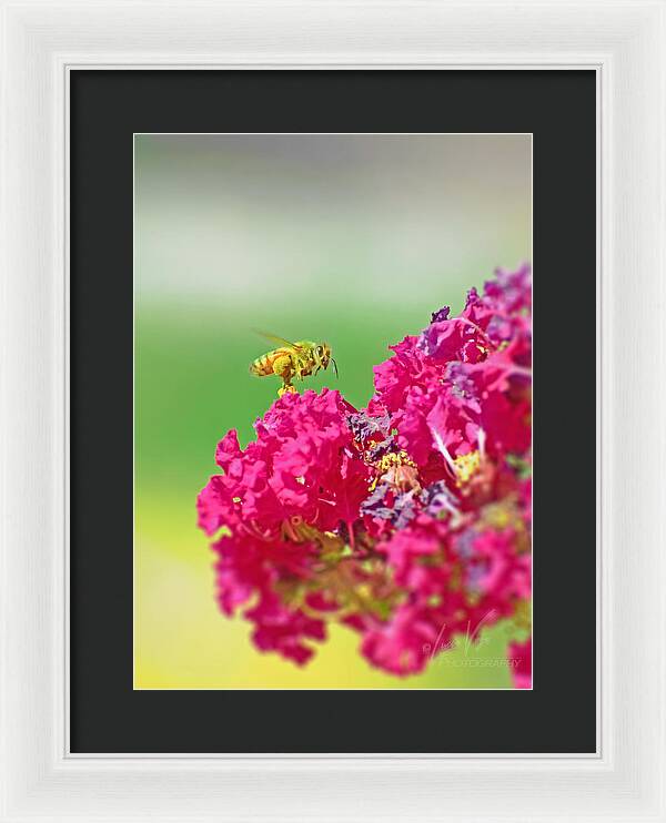 Standing Still In Life Magenta Flowers and Bee - Framed Print