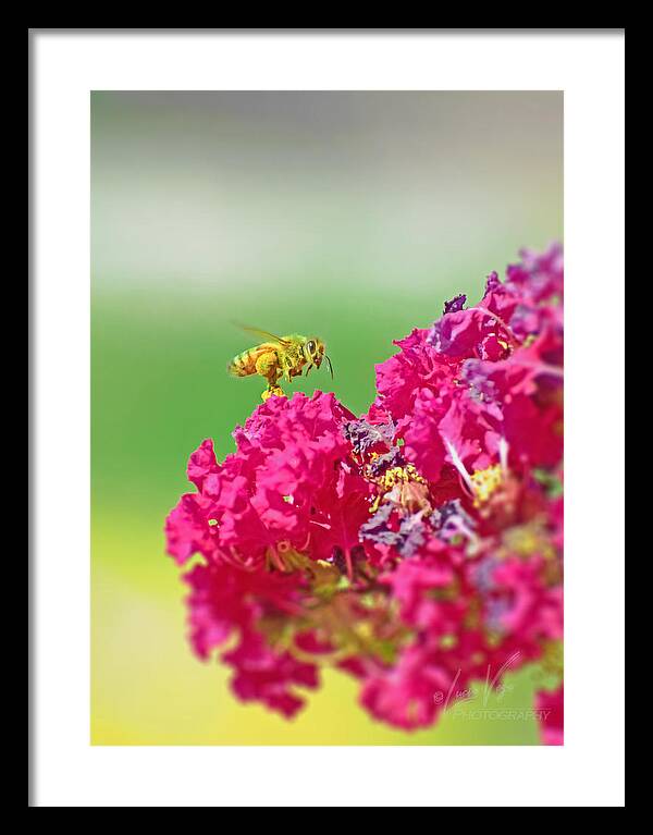 Standing Still In Life Magenta Flowers and Bee - Framed Print