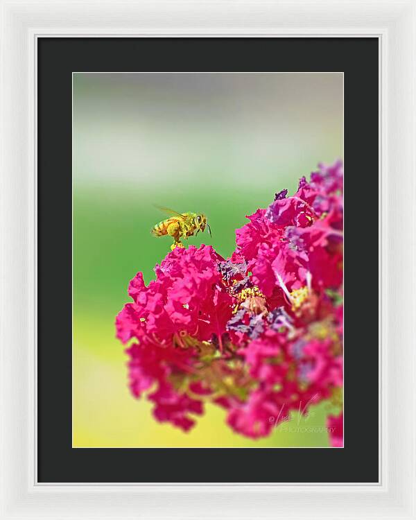 Standing Still In Life Magenta Flowers and Bee - Framed Print