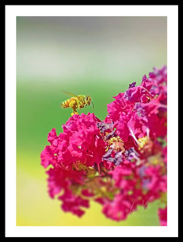 Standing Still In Life Magenta Flowers and Bee - Framed Print