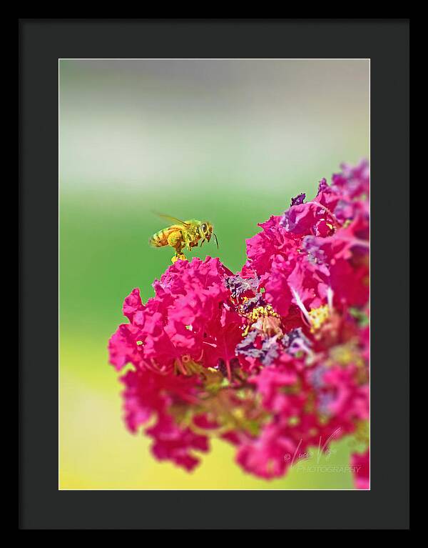 Standing Still In Life Magenta Flowers and Bee - Framed Print