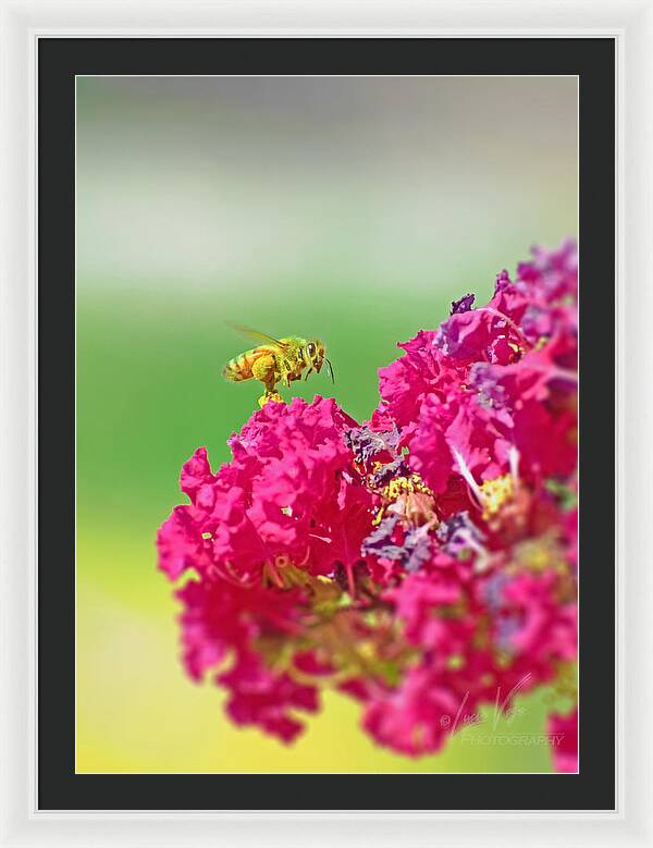 Standing Still In Life Magenta Flowers and Bee - Framed Print