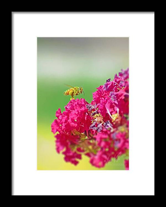 Standing Still In Life Magenta Flowers and Bee - Framed Print
