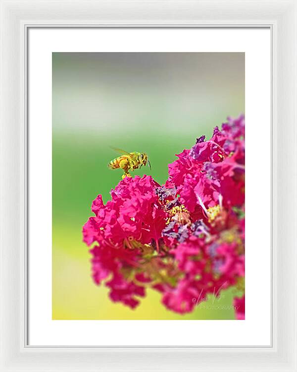 Standing Still In Life Magenta Flowers and Bee - Framed Print