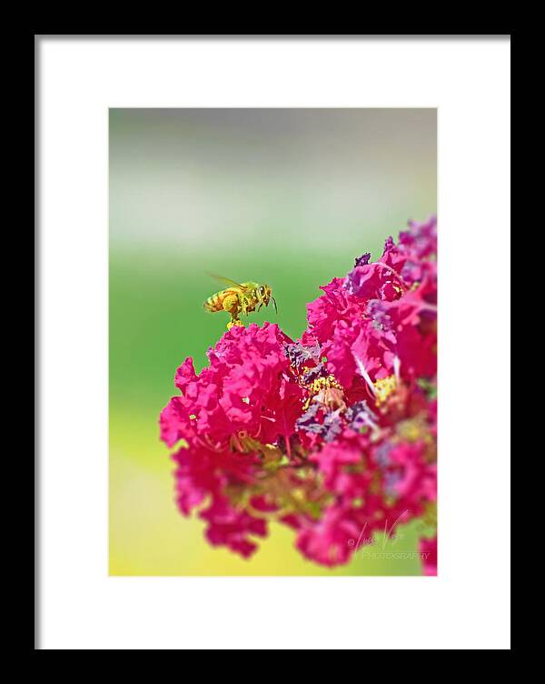 Standing Still In Life Magenta Flowers and Bee - Framed Print