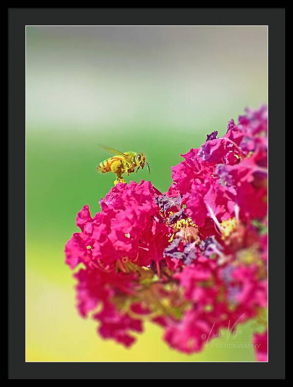Standing Still In Life Magenta Flowers and Bee - Framed Print