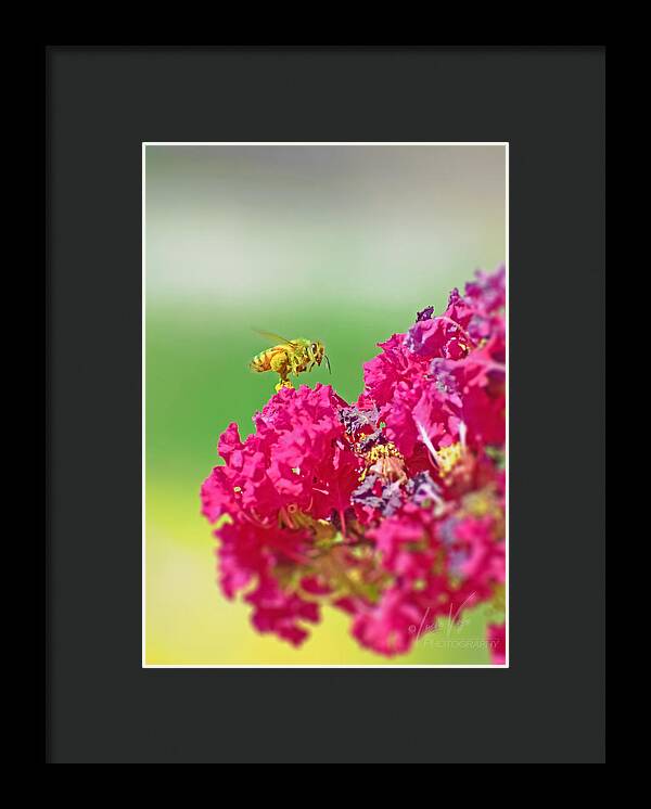 Standing Still In Life Magenta Flowers and Bee - Framed Print