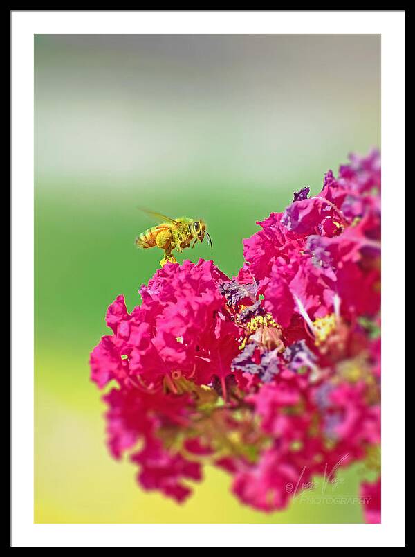 Standing Still In Life Magenta Flowers and Bee - Framed Print