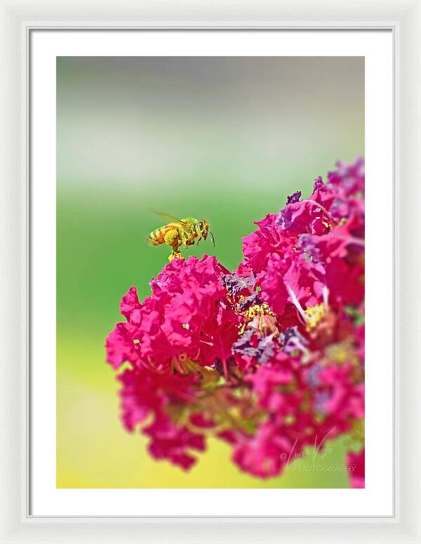 Standing Still In Life Magenta Flowers and Bee - Framed Print