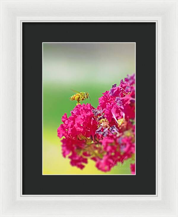 Standing Still In Life Magenta Flowers and Bee - Framed Print