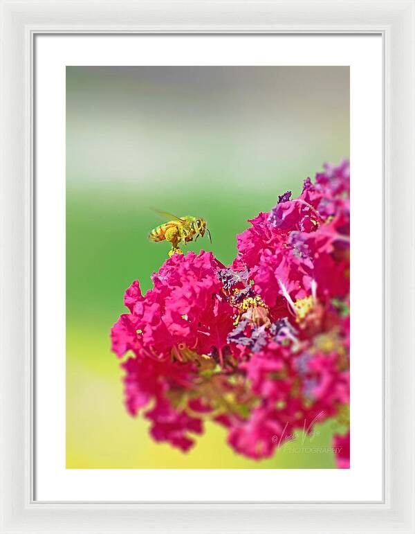 Standing Still In Life Magenta Flowers and Bee - Framed Print
