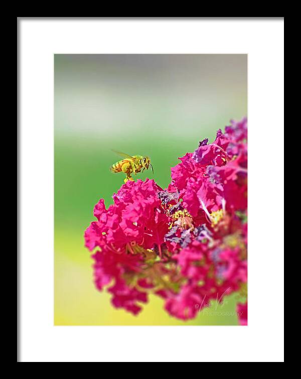 Standing Still In Life Magenta Flowers and Bee - Framed Print