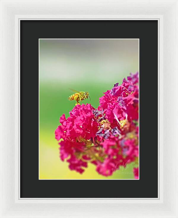 Standing Still In Life Magenta Flowers and Bee - Framed Print