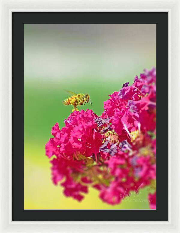 Standing Still In Life Magenta Flowers and Bee - Framed Print