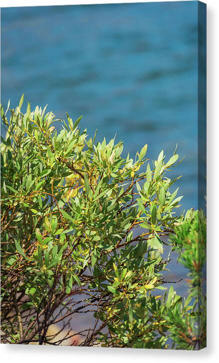 Sunny Bush by the Lake - Canvas Print