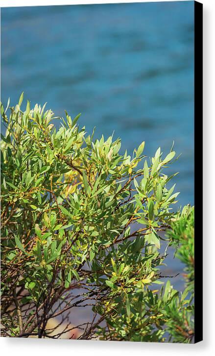 Sunny Bush by the Lake - Canvas Print
